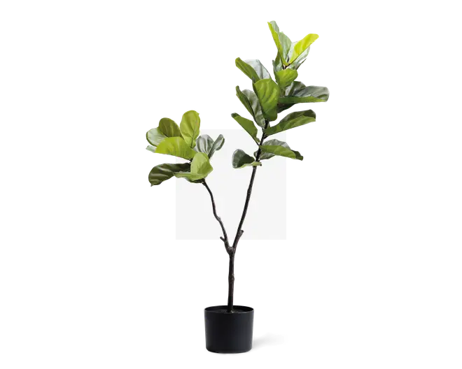 Høj kunstig plante med brede, blanke grønne blade, der sidder på flere slanke, brune stængler. Planten står i en enkel, rund sort potte. Bladene har en realistisk struktur og forskellige nuancer af grøn, hvilket giver et naturtro udseende. Velegnet til indendørs dekoration.