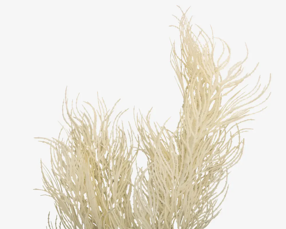 Stilk Asparagus hvid H.86,4 cm 