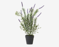 Lavendel Potte Plastik H.41 cm 