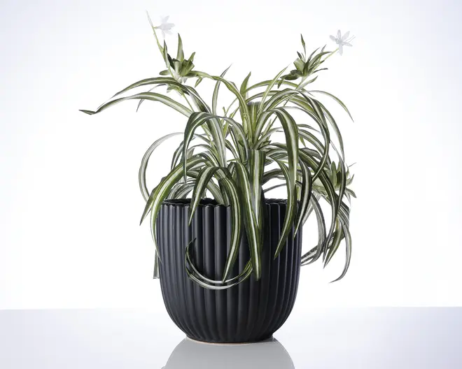 En frodig plante med lange, buede grønne blade, der har hvide striber i midten. Planten står i en moderne, mat sort potte med lodrette riller. Små, hvide stjerneformede blomster ses for enden af nogle stængler, hvilket giver et elegant udtryk.