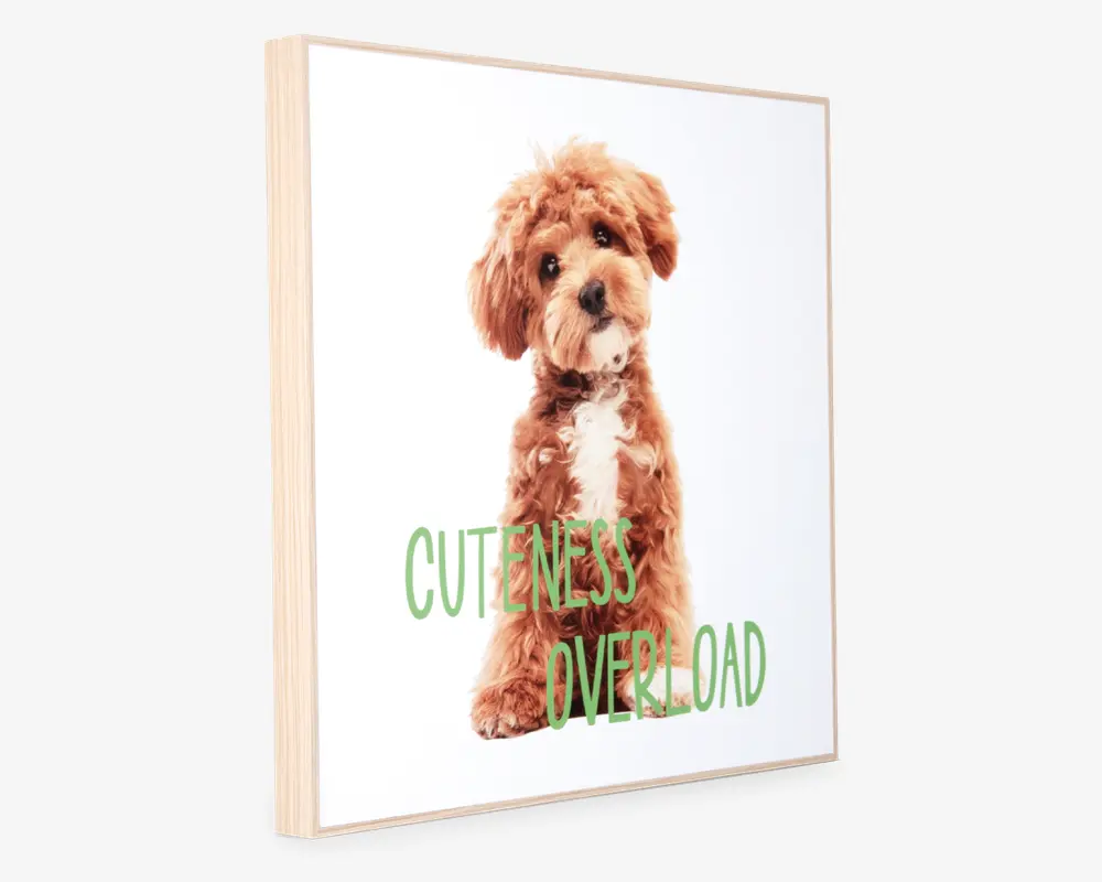 Billede puppy - Cuteness overload