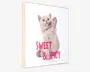 Billede kitten - Sweet & spicy