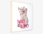 Billede kitten - Sweet & spicy