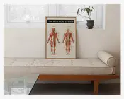 Plakat Muskulatur