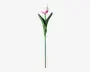 Tulipaner plast 10 stk.