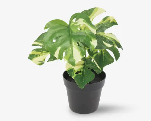 Grøn Plante I Potte Ass H.24 cm
