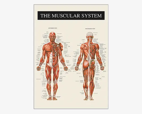 Detaljeret anatomisk plakat, der viser det menneskelige muskelsystem med navngivne muskler. Illustrationen inkluderer både forfra- (anterior) og bagfra- (posterior) visning af kroppen, hvor de vigtigste muskelgrupper er fremhævet i røde og hvide nuancer. Hver muskel er tydeligt mærket med fine linjer, der peger på de tilsvarende anatomiske navne. Plakaten har et rent, pædagogisk design med beige baggrund og en tydelig overskrift øverst.