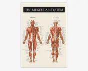 Plakat Muskulatur