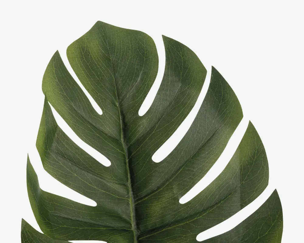 Stilk Monstera grøn H.61 cm 