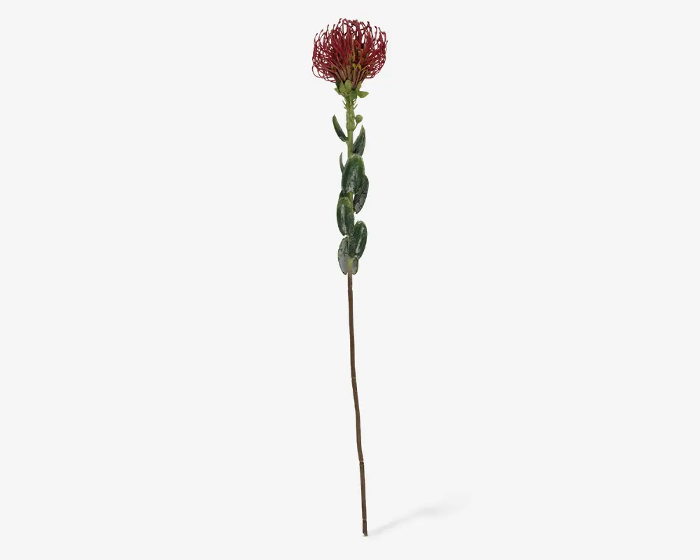 Stilk Protea rød H.73 cm 