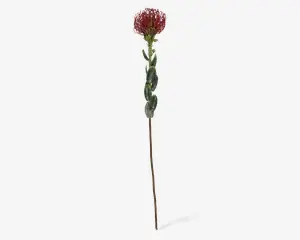 Stilk Protea rød H.73 cm 