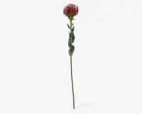 Stilk Protea rød H.73 cm 