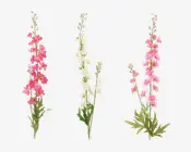 Delphinium stilk ass H.85 cm 