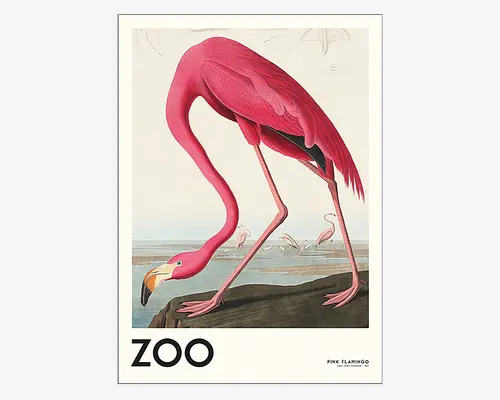 Kunsttryk i vintage-stil med en detaljeret illustration af en pink flamingo med lang, buet hals og slanke ben, stående på en klippe nær vandet. Flamingoens fjer er i levende pink nuancer, og næbbet er gult med sort spids. I baggrunden ses flere flamingoer i vandet. Nederst står ordet 'ZOO' med store bogstaver og 'Pink Flamingo' med mindre tekst.