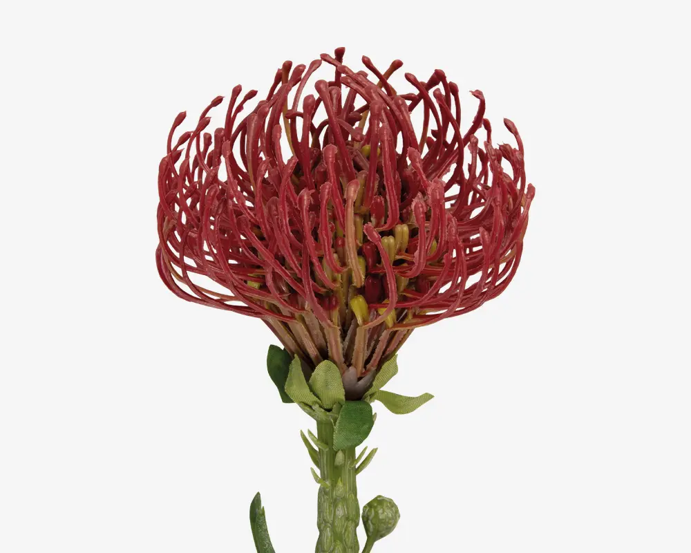 Stilk Protea rød H.73 cm 