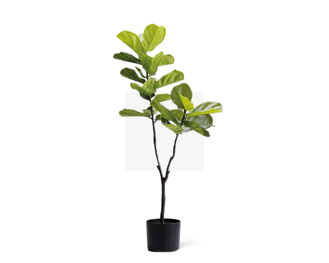 Høj kunstig plante med store, blanke grønne blade, der sidder på flere slanke, mørkebrune stængler. Planten står i en enkel, rund sort potte. Bladene har en realistisk tekstur og åremønster, og den overordnede form er opret med en naturlig, let asymmetrisk forgrening.