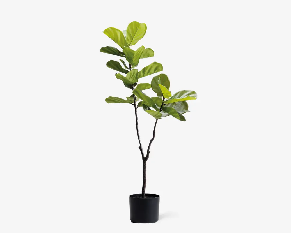 Høj kunstig plante med store, blanke grønne blade, der sidder på flere slanke, mørkebrune stængler. Planten står i en enkel, rund sort potte. Bladene har en realistisk tekstur og åremønster, og den overordnede form er opret med en naturlig, let asymmetrisk forgrening.