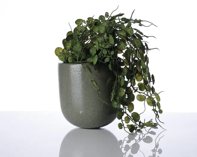 En mat, mørkegrøn keramikkrukke med små prikker og afrundet form, indeholdende en frodig kunstig hængeplante med små, runde, blanke grønne blade, der falder ud over kanten. Krukken har en glat overflade og et moderne, minimalistisk design.