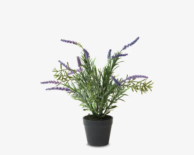 Lavendel Potte Plastik H.30 cm