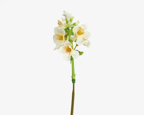 Stilk ridderspore hvid H.25 cm