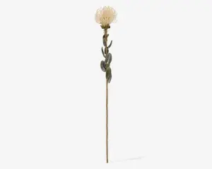 Stilk Protea hvid H.73 cm 