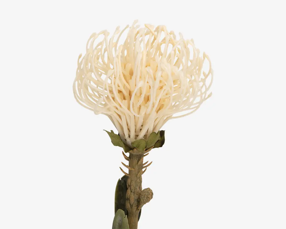 Stilk Protea hvid H.73 cm 