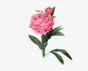 Pæon stilk ass 17x17x61 cm 