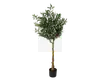 Oliventræ i potte H.155 cm