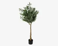 Oliventræ i potte H.155 cm