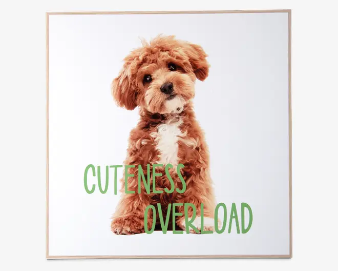 Billede puppy - Cuteness overload