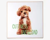 Billede puppy - Cuteness overload