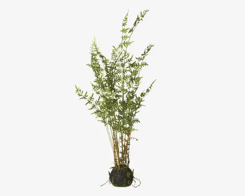 Høj, løvrig plante med flere slanke, oprette stængler, der vokser ud fra en rodklump. Stænglerne er lysebrune og bærer tætte klynger af smalle, spidse grønne blade. Løvet er frodigt og let, hvilket giver planten et fint og fjerlet udseende.