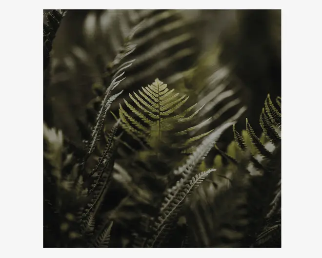 Nærbillede af frodige grønne bregneblade med fine, detaljerede bladribber. Billedet har et blødt, naturligt lys, der fremhæver bladets tekstur og detaljer, hvilket skaber en rolig og jordnær stemning. Baggrunden er sløret, så fokus er på den centrale bregne.