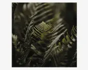 Nærbillede af frodige grønne bregneblade med fine, detaljerede bladribber. Billedet har et blødt, naturligt lys, der fremhæver bladets tekstur og detaljer, hvilket skaber en rolig og jordnær stemning. Baggrunden er sløret, så fokus er på den centrale bregne.