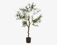 Oliventræ i potte H.120 cm 