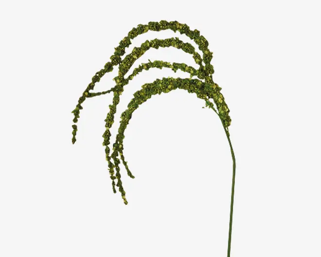 Billedet viser en klynge af grønne hirsefrøhoveder, der er fastgjort til en enkelt stilk. Frøhovederne er aflange og buer elegant, tæt dækket af små, runde frø. Det samlede udtryk er naturligt og frisk, med frøene tæt pakket langs de buede stilke.