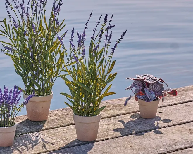 Fire små potteplanter står på en træoverflade tæt ved vandet. Tre af potterne indeholder høje, slanke grønne stængler med smalle blade og lilla blomsteraks, der ligner lavendel. Den fjerde potte har en plante med runde, mørkegrønne og lilla blade. Alle potter er lyse beige og har en enkel, mat overflade.