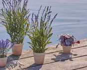 Saintpaulia i potte H.15 cm 