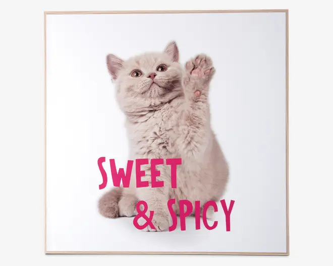 Billede kitten - Sweet & spicy