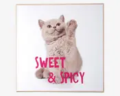 Billede kitten - Sweet & spicy 