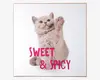 Billede kitten - Sweet & spicy 