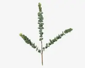 Stilk Eucalyptus Grøn H.70 cm