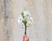 Stilk kavaler hvid H.45 cm 