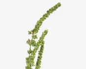 Stilk rævehale grøn L.92 cm