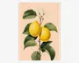 Plakat Lemons Neuraland Oak 70x100 cm