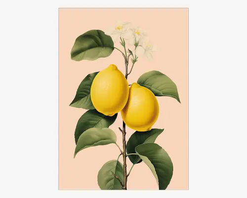 Billedet viser en botanisk illustration af to klare, gule citroner, der sidder på en slank gren. Citronerne er omgivet af frodige, mørkegrønne blade med tydelige årer, og over dem ses fine hvide blomster med gule centre. Baggrunden er en blød, lys ferskenfarve, som fremhæver de levende farver på frugten og bladene. Stilen er realistisk og detaljeret, med fokus på tekstur og den naturlige skønhed i citronerne og bladene.