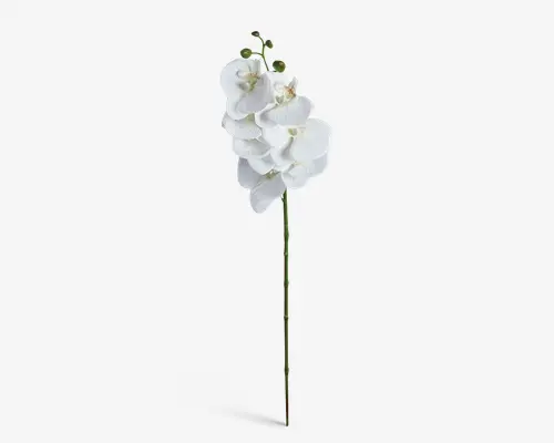 En enkelt lang grøn stilk med flere store, hvide orkidéblomster samlet i toppen. Kronbladene er glatte og afrundede med et diskret gult og lyserødt centrum. Blomsterne har et delikat og elegant udseende, og stilken er lige og slank.