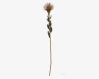 Stilk Protea lyserød H.73 cm 