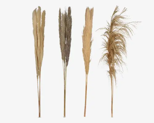 Fire stilke af tørret pampasgræs, hver med forskellig duskform og farve. Duskenes udseende varierer fra tætte og oprette til luftige og fjerlette, og farverne spænder fra lys beige til en mørkere taupe. Stilkene er lange og slanke, velegnede til dekorative arrangementer.