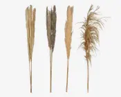 Pampas tørret 100-115 cm 